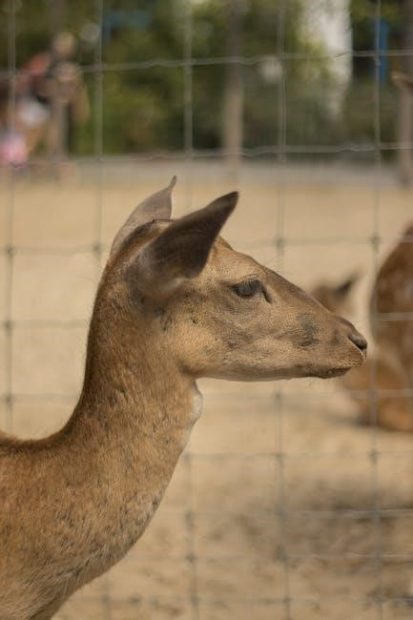 backcountry bowhunting a guide to the wild side